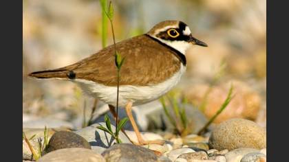Halkalı küçük cılıbıt » Little Ringed Plover » Charadrius dubius
