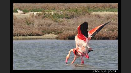 Flamingo » Greater Flamingo » Phoenicopterus roseus