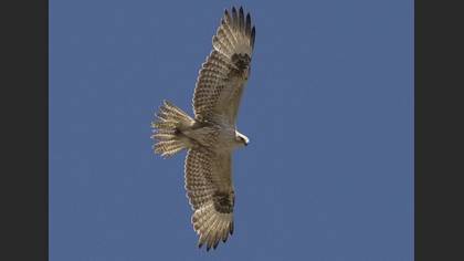 Kızıl şahin » Long-legged Buzzard » Buteo rufinus