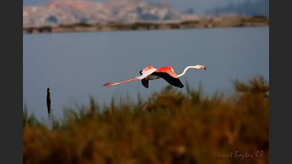 Flamingo