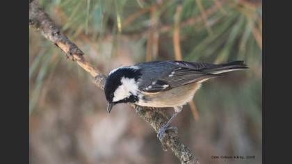 Çam baştankarası » Coal Tit » Periparus ater