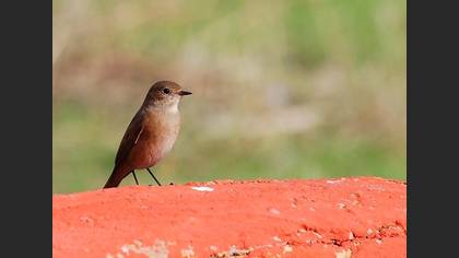 Kızılkuyruk » Common Redstart » Phoenicurus phoenicurus