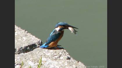 Yalıçapkını » Common Kingfisher » Alcedo atthis