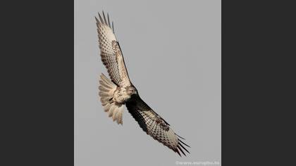 Şahin » Common Buzzard » Buteo buteo