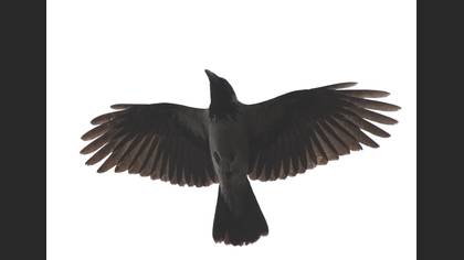 Leş kargası » Hooded Crow » Corvus cornix
