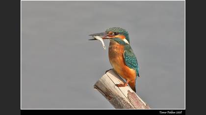 Yalıçapkını » Common Kingfisher » Alcedo atthis