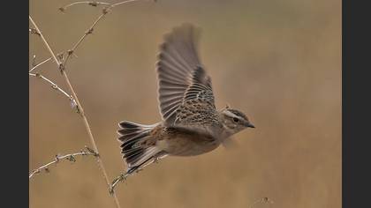 Çayır taşkuşu » Whinchat » Saxicola rubetra