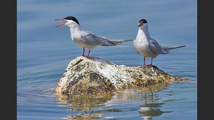 Sumru » Common Tern » Sterna hirundo