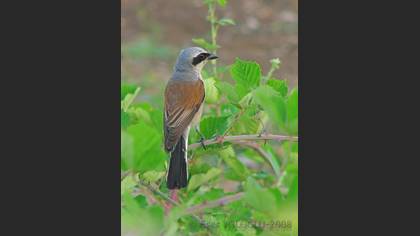 Kızılsırtlı örümcekkuşu » Red-backed Shrike » Lanius collurio