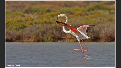 Flamingo