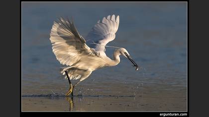 Küçük ak balıkçıl » Little Egret » Egretta garzetta