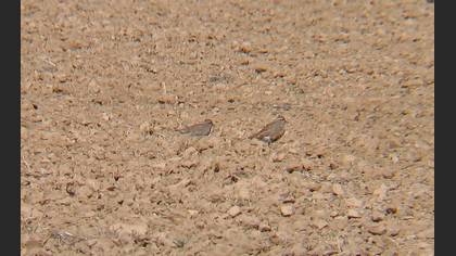 Dağ cılıbıtı » Eurasian Dotterel » Eudromias morinellus 