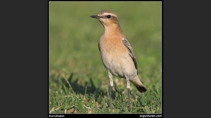 Kuyrukkakan » Northern Wheatear » Oenanthe oenanthe