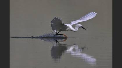 Küçük ak balıkçıl » Little Egret » Egretta garzetta