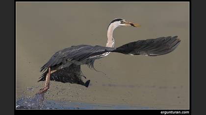 Gri balıkçıl » Grey Heron » Ardea cinerea