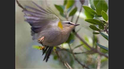 Sürmeli çalıkuşu » Common Firecrest » Regulus ignicapilla