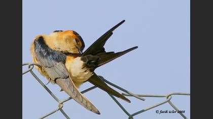 Kızıl kırlangıç