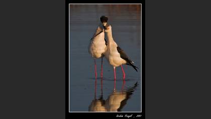 Uzunbacak » Black-winged Stilt » Himantopus himantopus