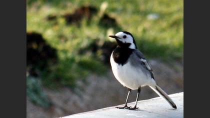 Ak kuyruksallayan » White Wagtail » Motacilla alba