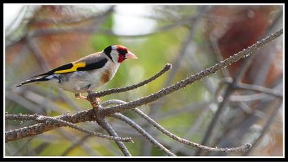 Saka » European Goldfinch » Carduelis carduelis