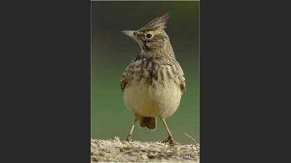 Tepeli toygar