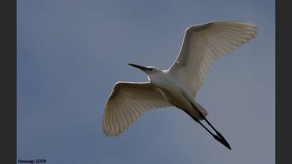 Küçük ak balıkçıl » Little Egret » Egretta garzetta