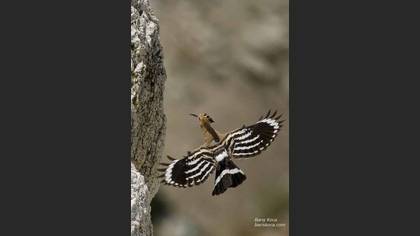 İbibik » Eurasian Hoopoe » Upupa epops