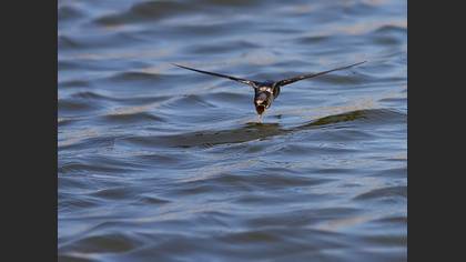 Kır kırlangıcı » Barn Swallow » Hirundo rustica