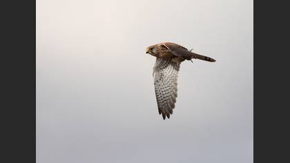 Kerkenez » Common Kestrel » Falco tinnunculus