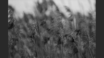 Bıyıklı baştankara » Bearded Reedling » Panurus biarmicus