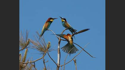Arıkuşu » European Bee-eater » Merops apiaster