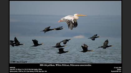 Ak pelikan