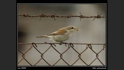 Kızılsırtlı örümcekkuşu » Red-backed Shrike » Lanius collurio