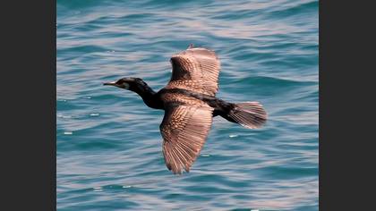 Karabatak » Great Cormorant » Phalacrocorax carbo
