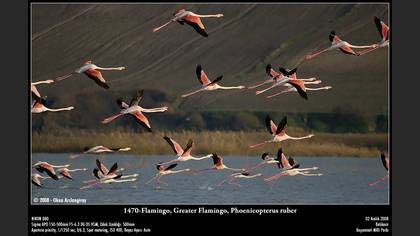 Flamingo