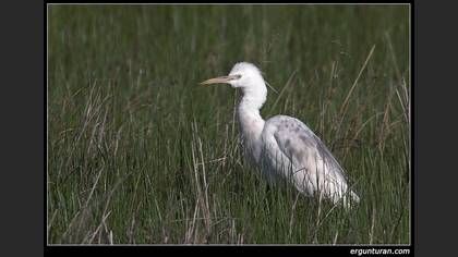 Sığır balıkçılı » Western Cattle Egret » Ardea ibis