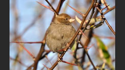 Serçe » House Sparrow » Passer domesticus