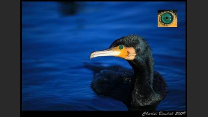 Karabatak » Great Cormorant » Phalacrocorax carbo