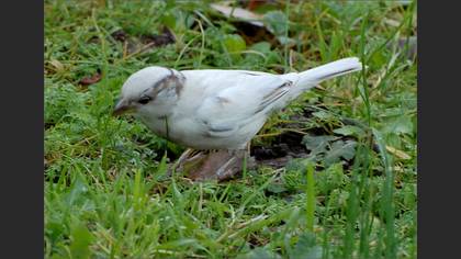 Serçe » House Sparrow » Passer domesticus