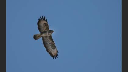 Şahin » Common Buzzard » Buteo buteo