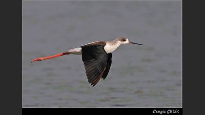 Uzunbacak