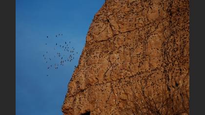 Kaya güvercini » Rock Dove » Columba livia