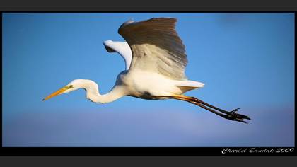 Büyük ak balıkçıl » Great Egret » Ardea alba