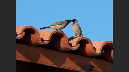 Arapbülbülü » White-spectacled Bulbul » Pycnonotus xanthopygos