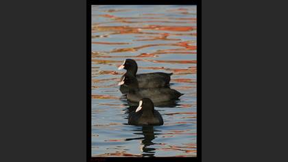 Sakarmeke » Eurasian Coot » Fulica atra