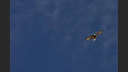 Kızıl şahin » Long-legged Buzzard » Buteo rufinus