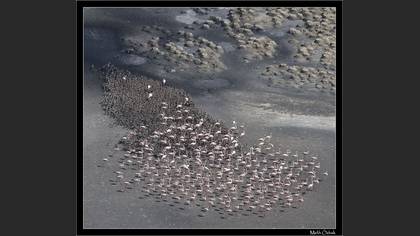 Flamingo » Greater Flamingo » Phoenicopterus roseus