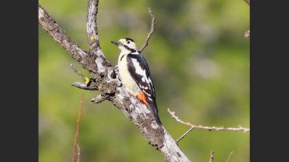 Alaca ağaçkakan » Syrian Woodpecker » Dendrocopos syriacus
