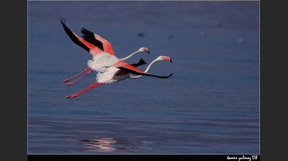 Flamingo