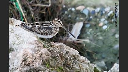 Suçulluğu